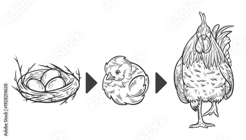 Rooster development set, from an egg, a baby chick, to an adult male chicken, bird evolution illustration, engraving isolated