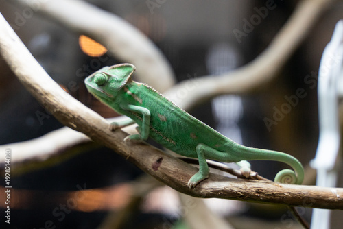A striking photograph capturing a Veiled Chameleon perched confidently on a natural tree branch. The image emphasizes the reptile’s tall casque, textured scales, and vibrant green coloration accented 
