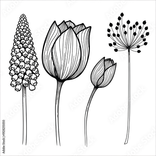 Flower line art set of tulip buds, grape hyacinth and allium silhouettes in black ink botanical outline illustration featuring flowers, botany, plant with plants and floral elements for flora, tulips