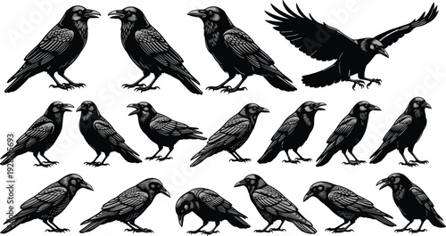 Crow and raven bird silhouette set flying standing black bird wildlife poses isolated vector illustration collection for nature design