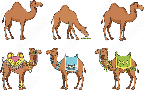 Set of camel vector illustrations featuring dromedaries in natural poses and decorated with traditional colorful saddles isolated on white background for travel