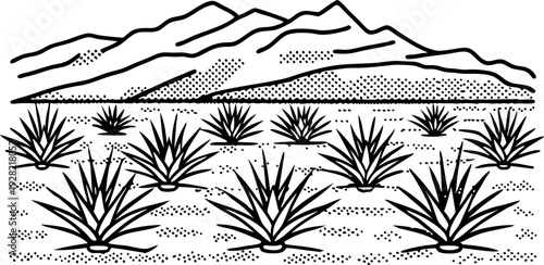 Agave field plantation with mountains in background desert landscape illustration with agave plants and rugged terrain