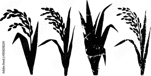 black and white grunge rice plant illustrations set rough texture agricultural crop leaves and grain cluster