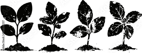 growth stages of a healthy plant seedling with roots in soil showing early development and leaf formation