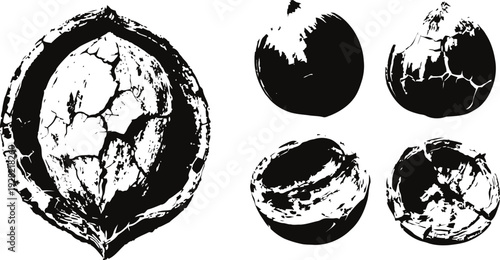 Black and white sketch of walnut shell and whole nuts cracked open for natural healthy snack and cooking