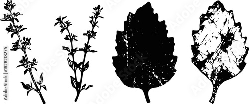 silhouettes of various wild plant stems and leaves in black and white isolated on white