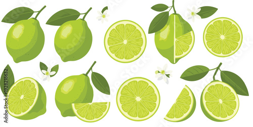 Fresh lime fruit vector set with whole citrus half cut slices wedges and green leaves isolated on white background for food design