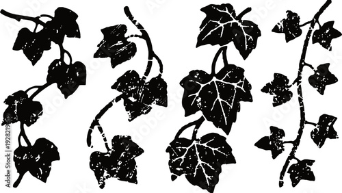 black ivy leaves silhouettes set isolated climbing plant elements with stems and leaf shapes