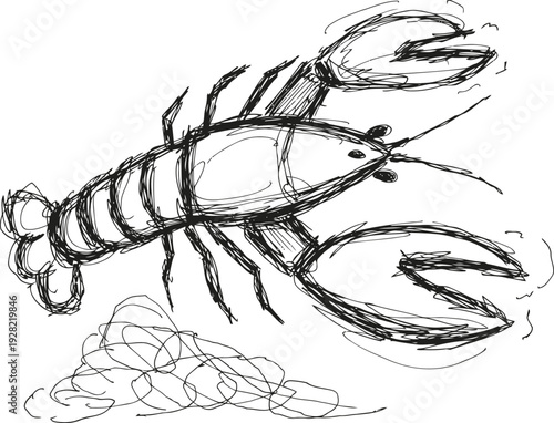 Sketched lobster illustration with claws raised, marine crustacean drawing in black ink