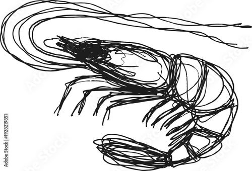 Detailed black and white shrimp illustration with intricate line art, seafood crustacean drawing