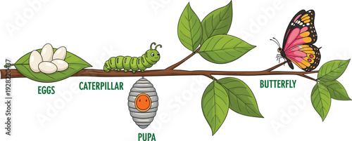 Educational butterfly life cycle vector illustration on tree branch with eggs caterpillar pupa and adult monarch butterfly stages isolated on white background