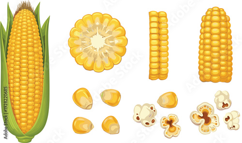 Detailed corn vector set featuring fresh yellow maize cob cross section individual kernels and white fluffy popcorn isolated on white background for food