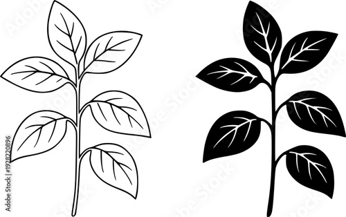 Black and white basil illustration set : outline and silhouette icons