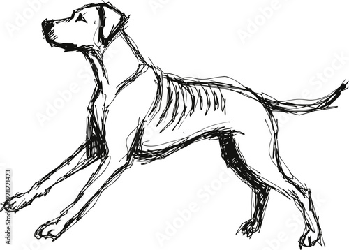 sketch of a muscular dog in standing pose, showing detailed anatomy and bone structure