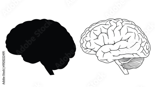 Human brain with detailed anatomy contrasted by a dark silhouette