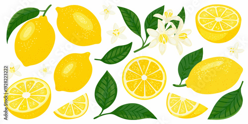 Stylized illustration of lemons blossoms and green leaves on a white background