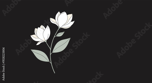 Elegant and minimalist illustration of two white magnolia flowers on a single stem with green leaves, set against a solid black background.