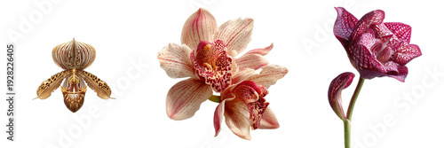 Intricate orchid exotic bloom tropical flower pink petal red pattern transparency background closeup botanical floral studio