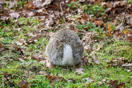 Fotografie Close up of the white tail or scut of a wild rabbit in Wiltshire, Uk in February