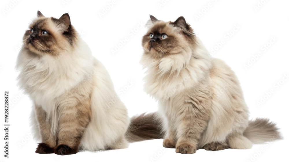 Obraz premium Two majestic purebred himalayan cat companions sitting together. fluffy feline pet pair has beautiful blue eyes and calm proud expression isolated on transparency background