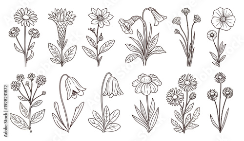 Wildflower Line Art Botanical Set with Phlox, Poppy, Coneflower, Flax, Daffodil, Cosmos, Primrose, Daisy, Bellflower, Chamomile and Tulip, Hand Drawn Vintage Herbarium Sketch Vector Collection