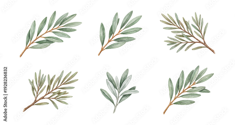 Obraz premium Textured watercolor olive grove foliage elements set.