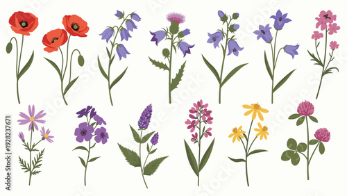 Beautiful set of various wild flowers including poppies and bluebells for botanical illustrations and nature designs.