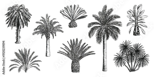 Hand Drawn Palm Tree Set with Tropical Botanical Fronds, Vintage Engraving Style Rainforest Landscape Clipart, Detailed Exotic Sketch Vector Collection for Summer Tourism and Jungle Patterns