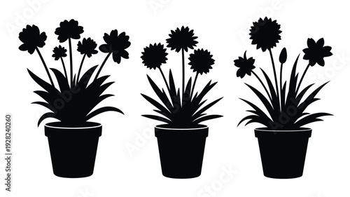 Three potted flowers in a row a striking black silhouette