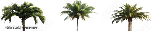 Three different types of palm trees, a realistic photo, on a transparent background