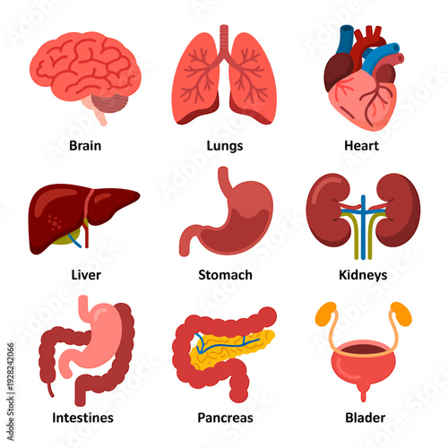 Human internal organs anatomy illustration with brain heart lungs and digestive system