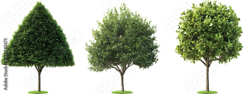 Three different types of tree shapes, realistic photographic style, on a transparent background
