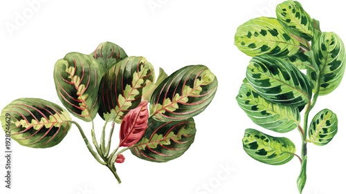 cactus flower vector illustration