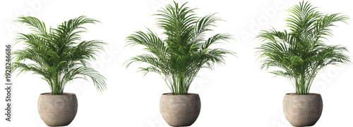 Three images of the same plant in an indoor setting on a transparent background