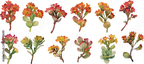 collection of flowers