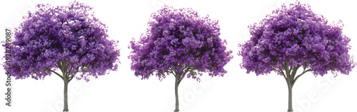 Three purple trees with flowers, varying in size, realistic rendering, on a transparent background