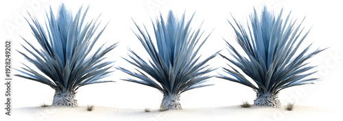 Three realistic blue yucca trees isolated on white background