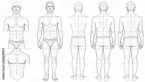 Male Body Anatomy Vector Illustration, Front and Back View, Full Length Pencil Drawing Study