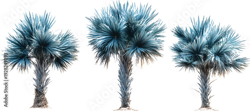 Three realistic blue yucca trees isolated on a transparent background
