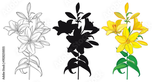 Set of outline Lily flower with bud and leaves in black and color isolated on white background.