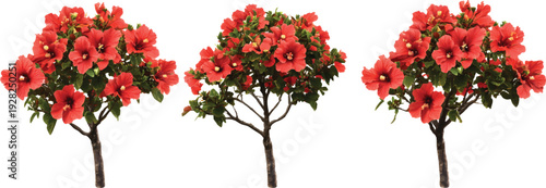 Three red flowers on trees, isolated on a transparent background 