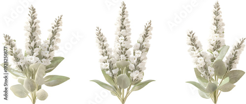 Three white sage plants with flowers, with different angles and styles, on a transparent background