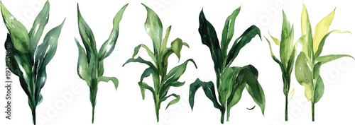  Watercolor, simple, clip art, different angles of corn plants, on a transparent background