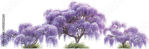 Wisteria, a purple flowering tree in various sizes, against a white background