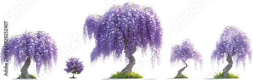 Wisteria, purple flowers on the branches of trees in various shapes and sizes, on a transparent background