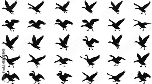 Flying duck silhouettes set, wild waterfowl birds in various flight poses, goose and duck wildlife collection, hunting design elements, black white vector illustration
