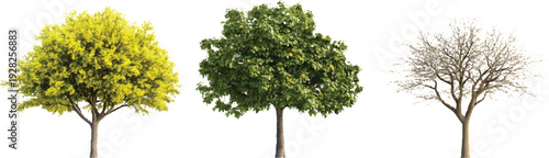 Three different green trees isolated on a transparent background 