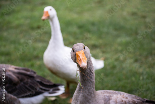 Domestic grey and white geese. Household. Surprised goose