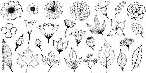 Comprehensive collection of hand-drawn botanical elements featuring a wide array of flowers leaves and buds in detailed black and white outlines