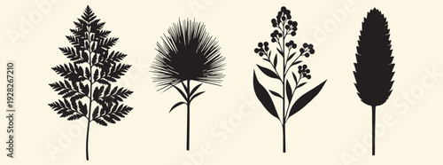 Botanical illustration of four types of plants with varying leaf structures